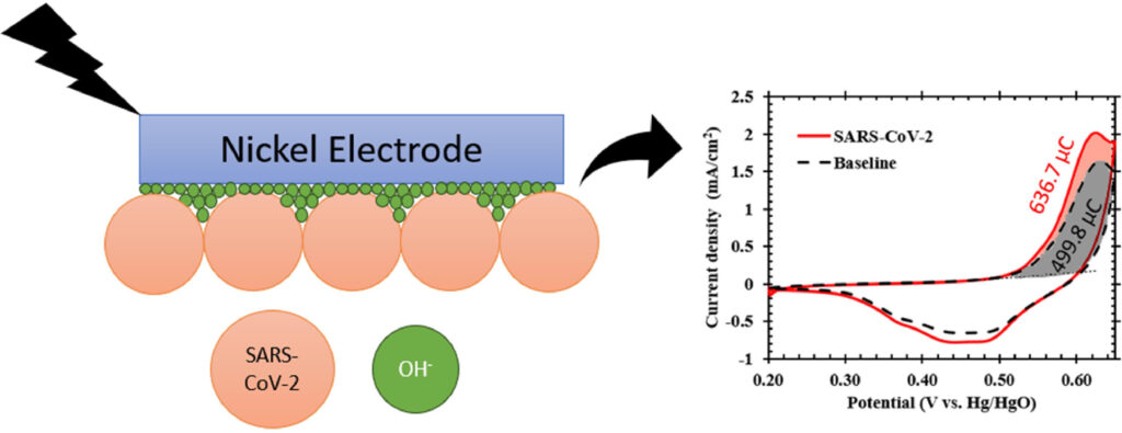 3.5. Hydroxide ion accumulation in the presence of SARS-CoV-2